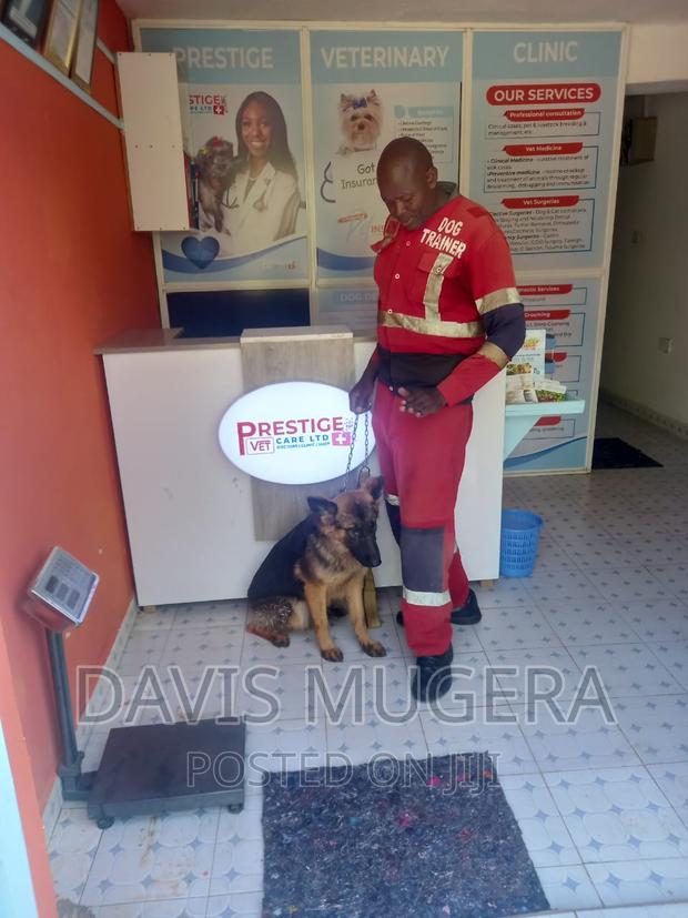 6-12 months Female Purebred German Shepherd - thumbnail 2