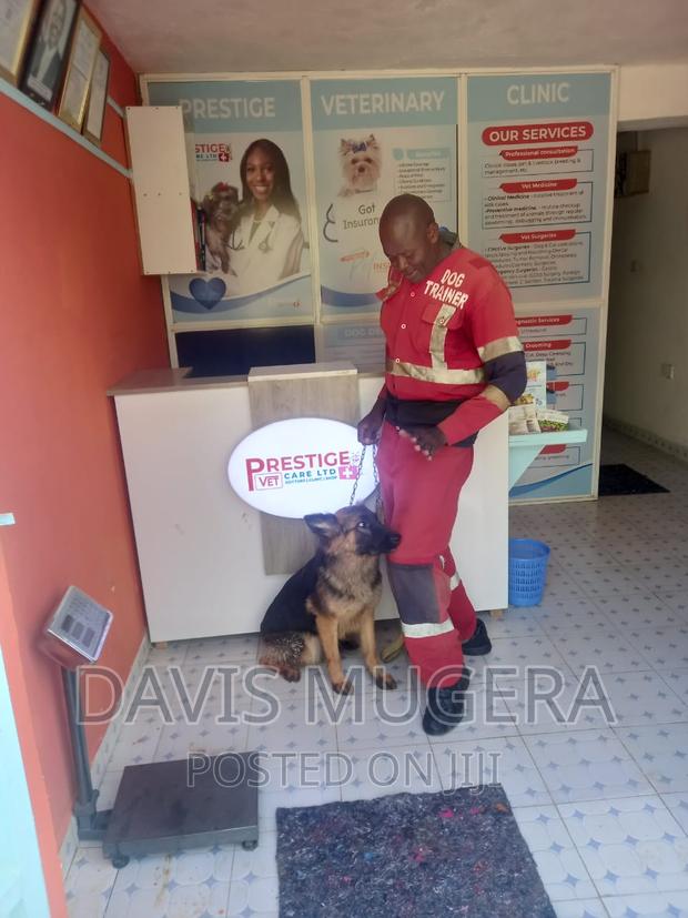 6-12 months Female Purebred German Shepherd - main view