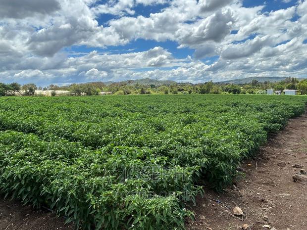 Sagana 7acres River Frontage Farm - thumbnail 10