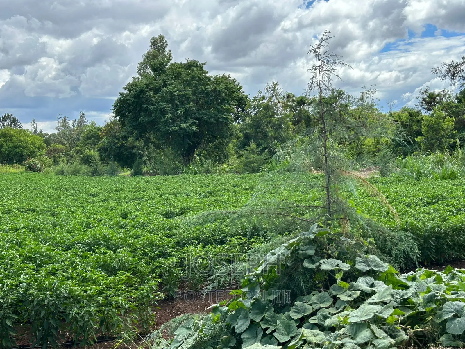 Sagana 7acres River Frontage Farm
