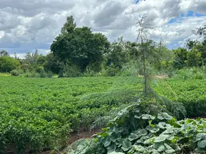 Sagana 7acres River Frontage Farm