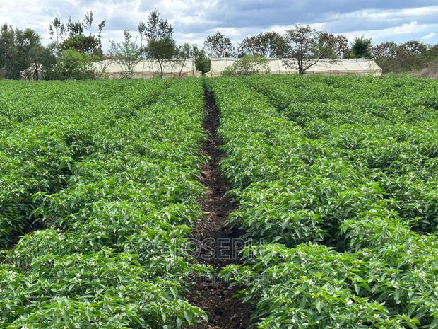 Sagana 7acres River Frontage Farm - thumbnail 2