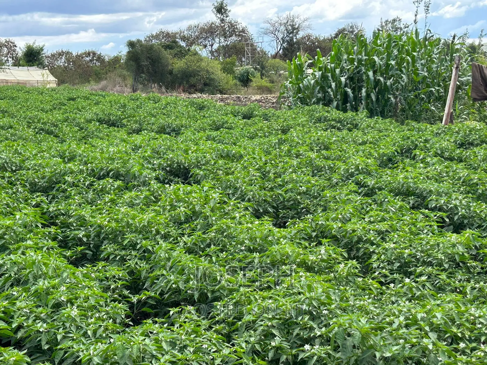 Sagana 7acres River Frontage Farm