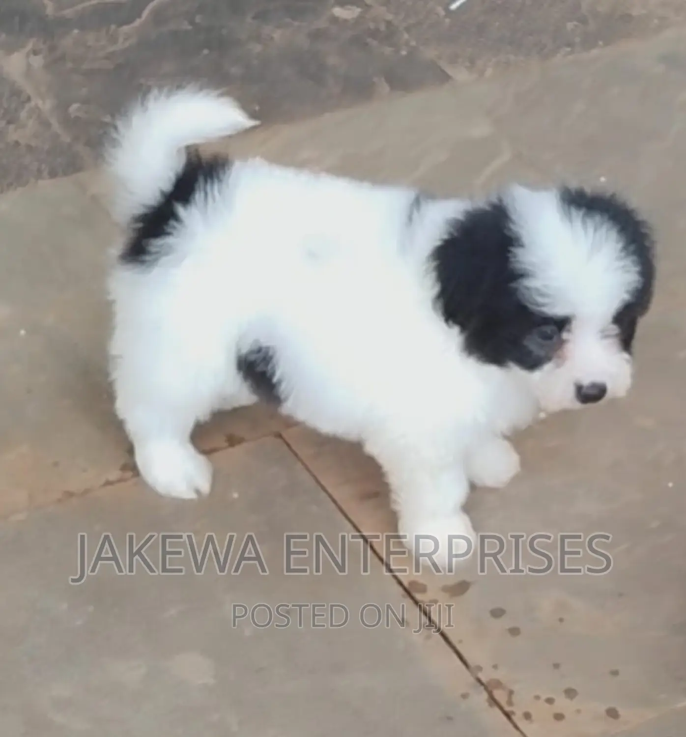1-3 months Male Purebred Japanese Spitz