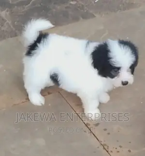 1-3 months Male Purebred Japanese Spitz