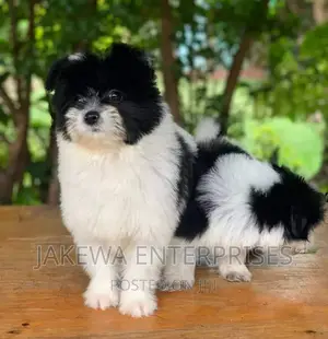 1-3 months Male Purebred Havanese