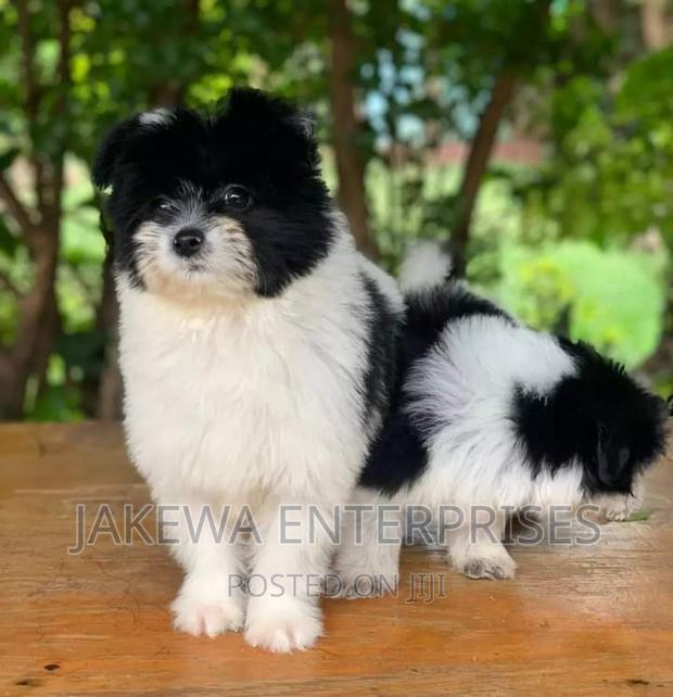 1-3 months Male Purebred Havanese - main view