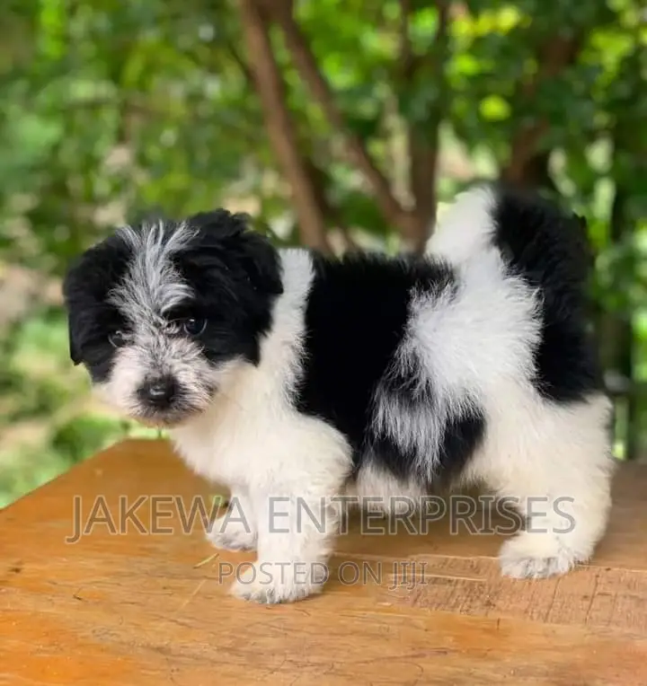 1-3 months Male Purebred Havanese