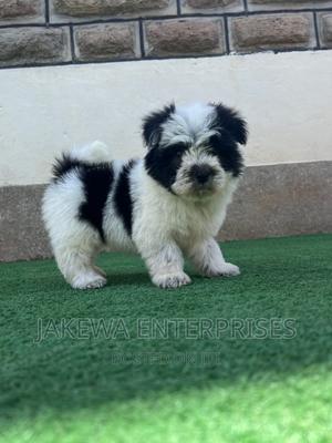 1-3 months Female Purebred Havanese - thumbnail 2