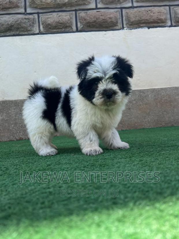 1-3 months Female Purebred Havanese - main view