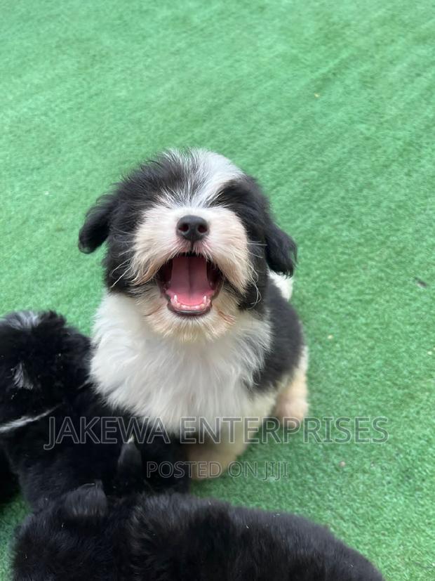 1-3 months Female Purebred Havanese - thumbnail 6
