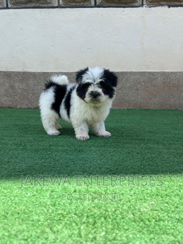 1-3 months Female Purebred Havanese - thumbnail 7