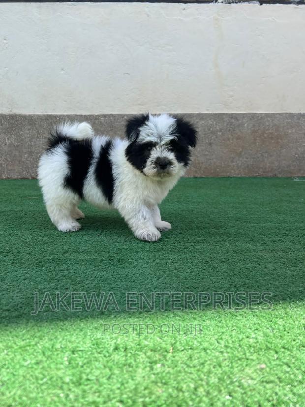 1-3 months Female Purebred Havanese - thumbnail 5