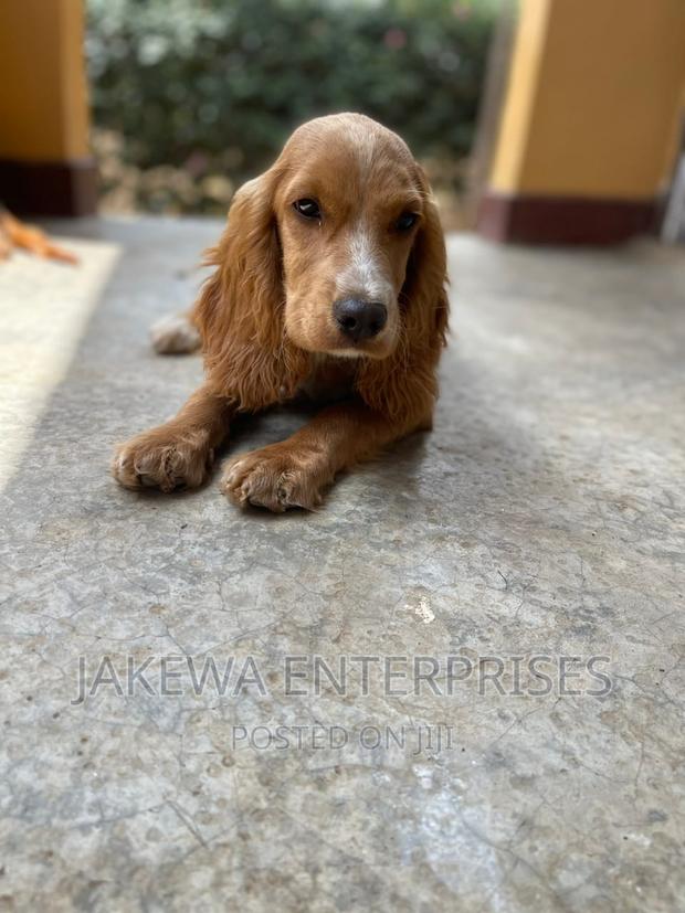 3-6 months Female Purebred English Cocker Spaniel - main view