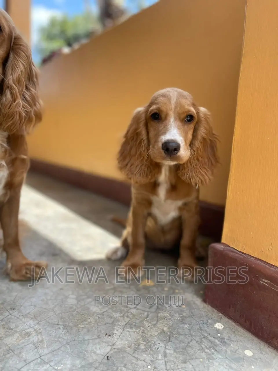 3-6 months Female Purebred English Cocker Spaniel