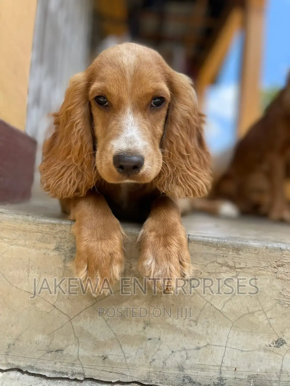 3-6 months Female Purebred English Cocker Spaniel