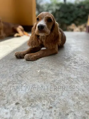 3-6 months Female Purebred English Cocker Spaniel