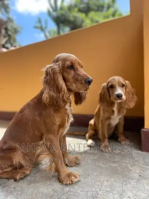 3-6 months Female Purebred English Cocker Spaniel