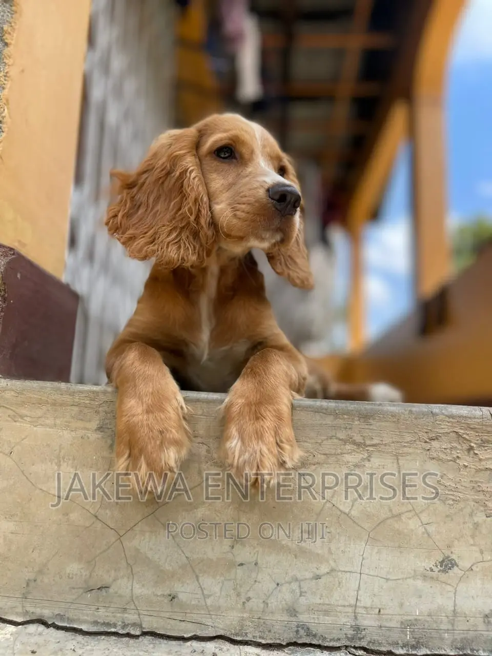 3-6 months Female Purebred English Cocker Spaniel