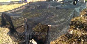 Seedlings Grown Using Shade Net - thumbnail 2