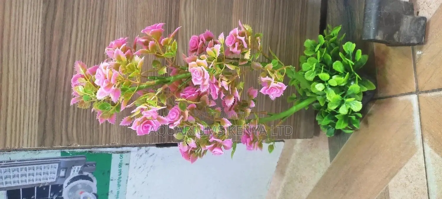 Aquarium Rose Plants