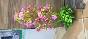 Aquarium Rose Plants
