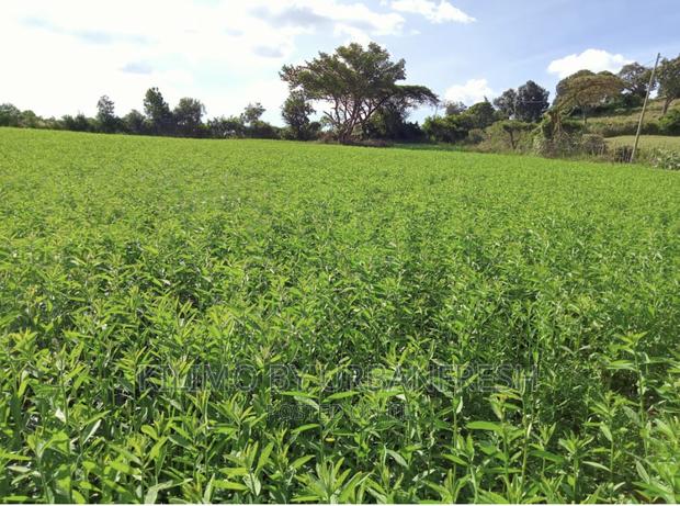 Sunn Hemp Seeds. Moq 5kgs