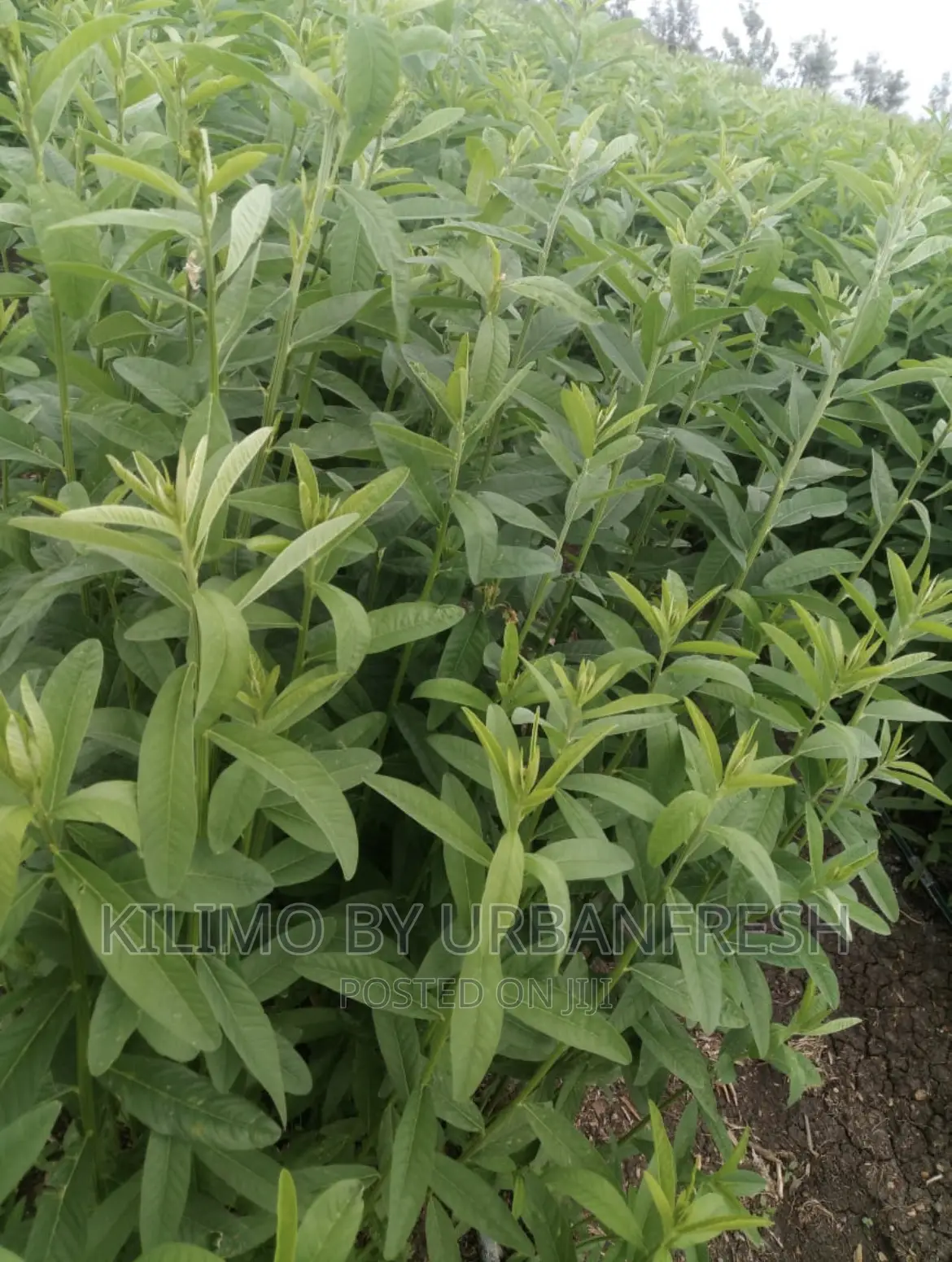 Sunn Hemp Seeds. Moq 5kgs