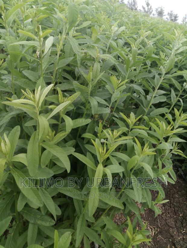Sunn Hemp Seeds. Moq 5kgs - thumbnail 2