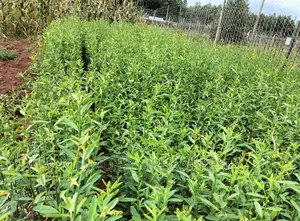 Sunn Hemp Seeds. Moq 5kgs