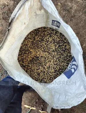 Sunn Hemp Seeds. Moq 5kgs