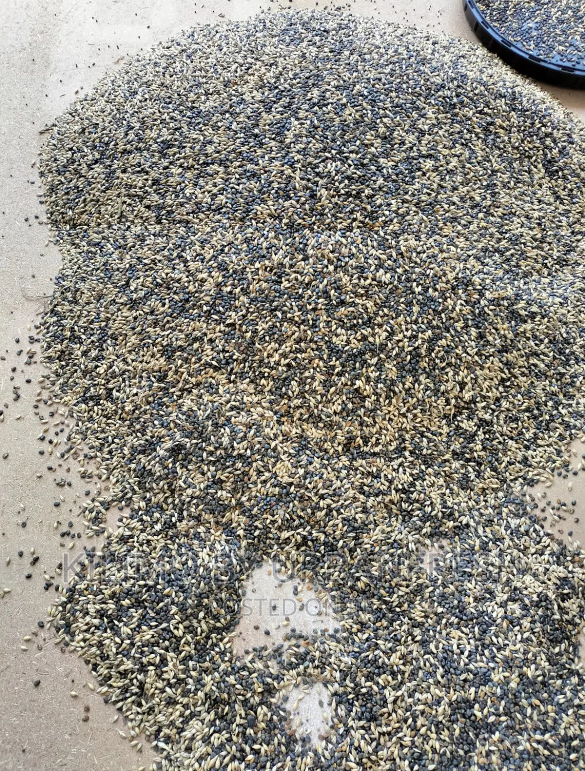 Sunn Hemp Seeds. Moq 5kgs