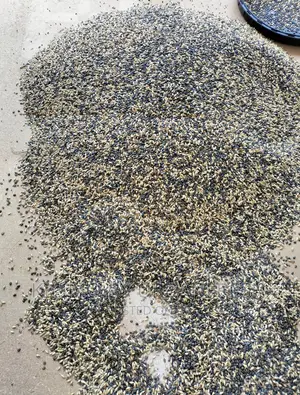 Sunn Hemp Seeds. Moq 5kgs