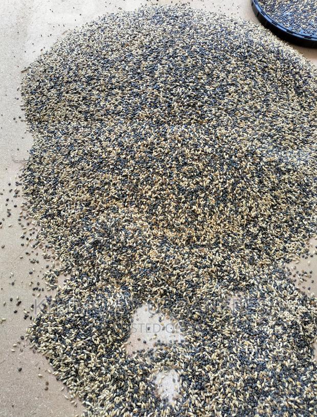 Sunn Hemp Seeds. Moq 5kgs - thumbnail 5