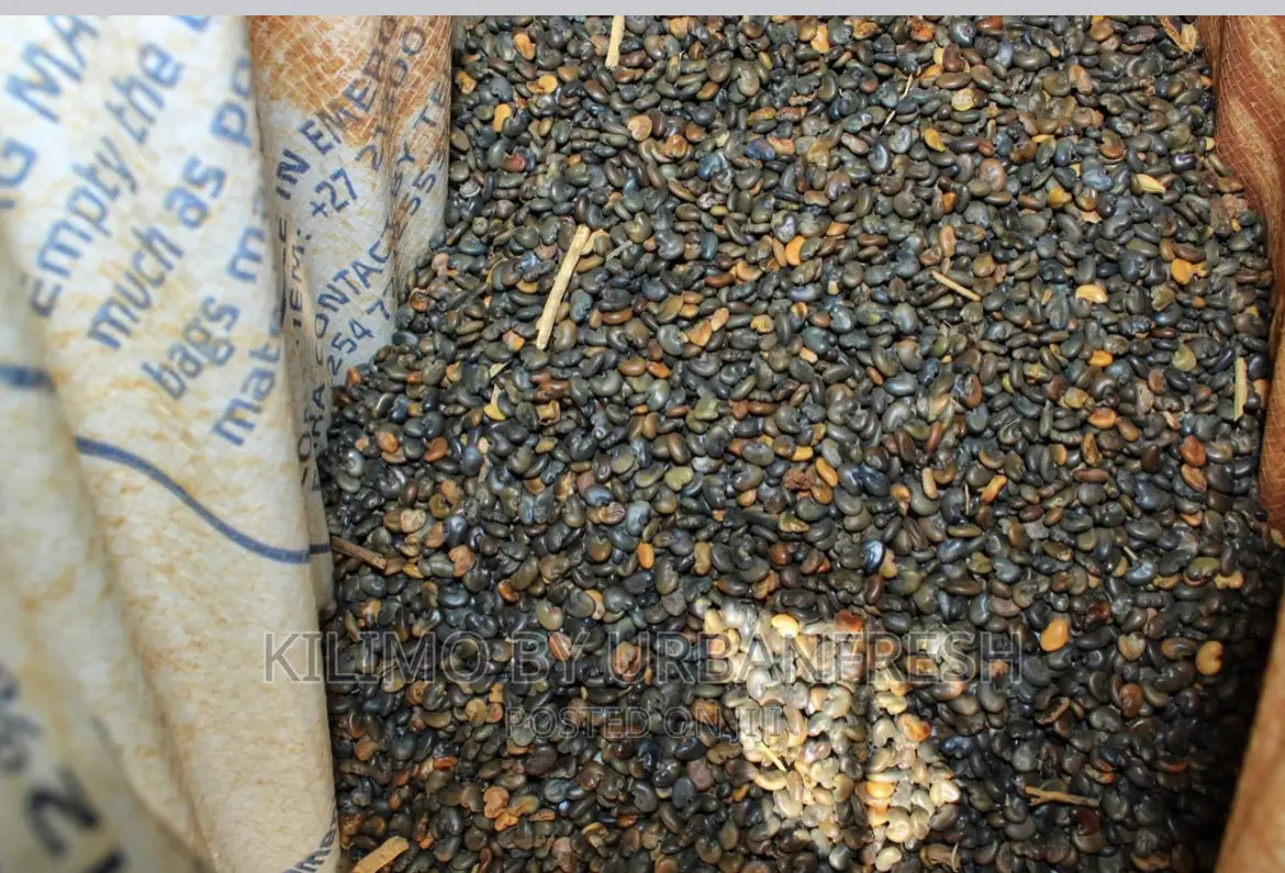 Sunn Hemp Seeds. Moq 5kgs