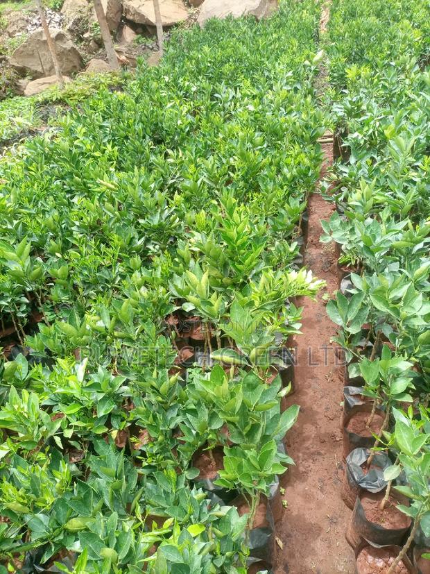 Pixie Oranges - main view