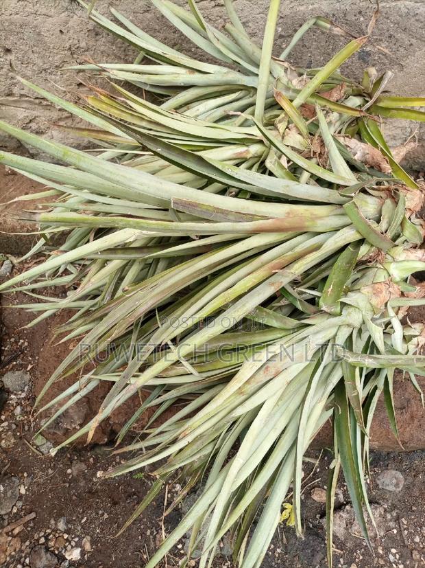 Pineapple Seedlings - thumbnail 3