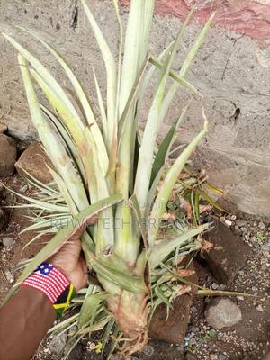 Pineapple Seedlings - thumbnail 2