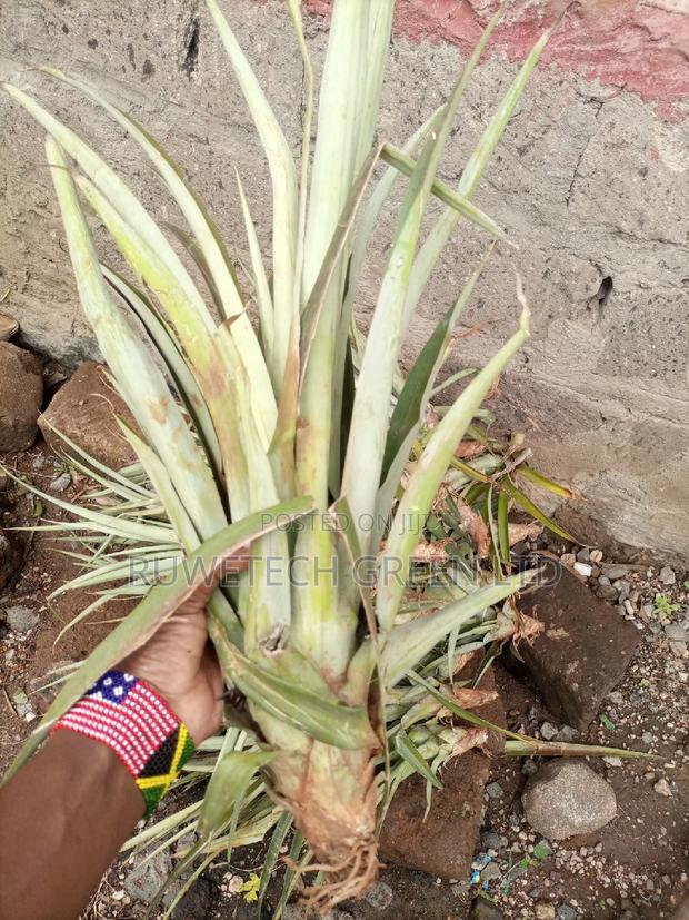 Pineapple Seedlings - main view