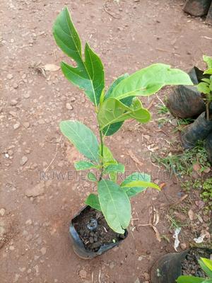 Jack Fruits Seedlings - thumbnail 2