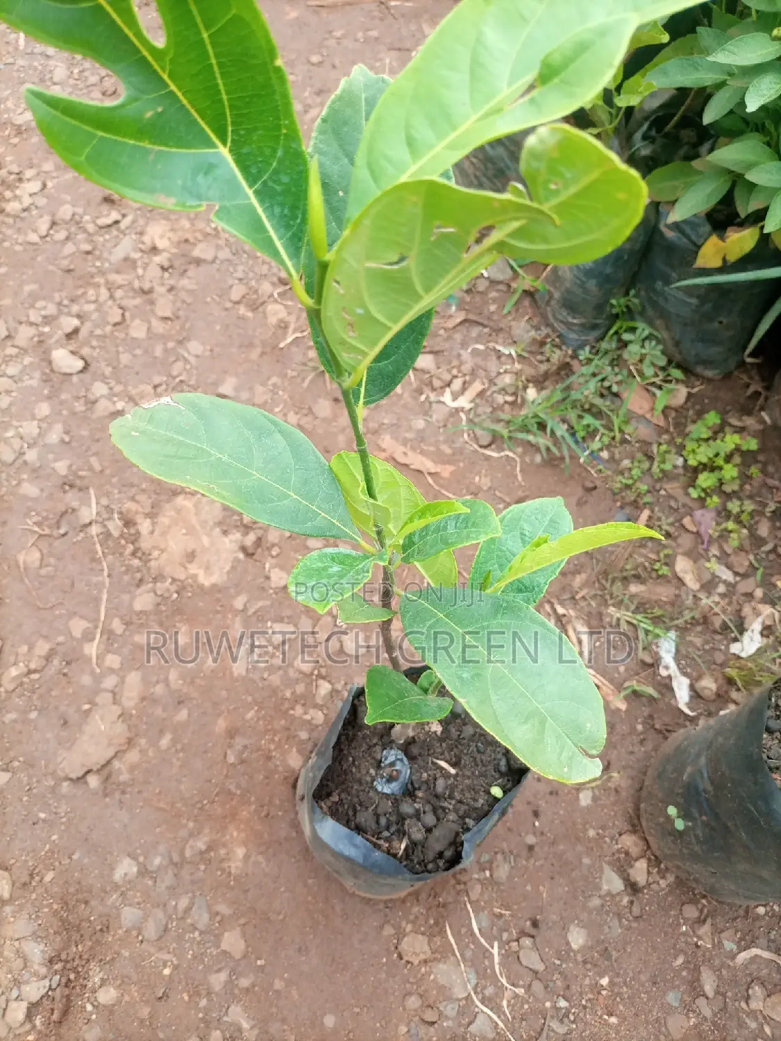 Jack Fruits Seedlings