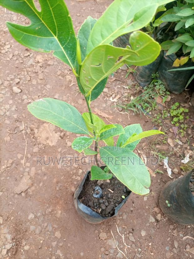 Jack Fruits Seedlings - thumbnail 3
