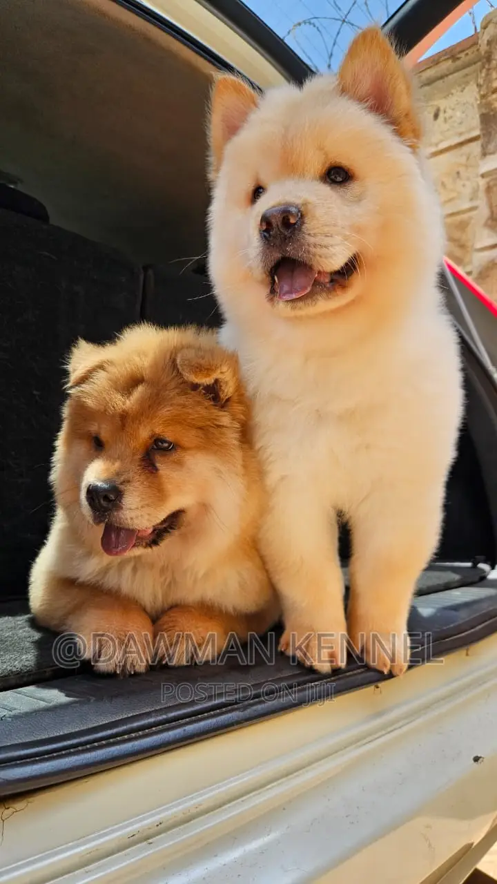 1-3 months Male Purebred Chow Chow