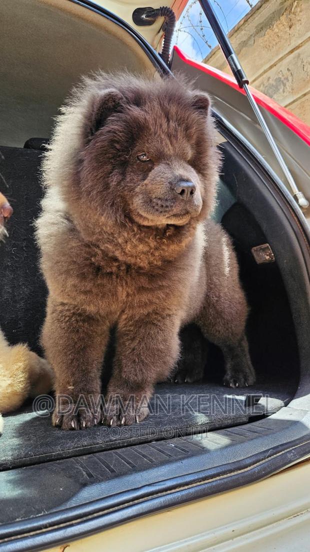 1-3 months Male Purebred Chow Chow