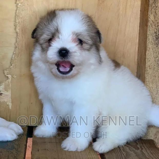 1-3 months Male Purebred Havanese
