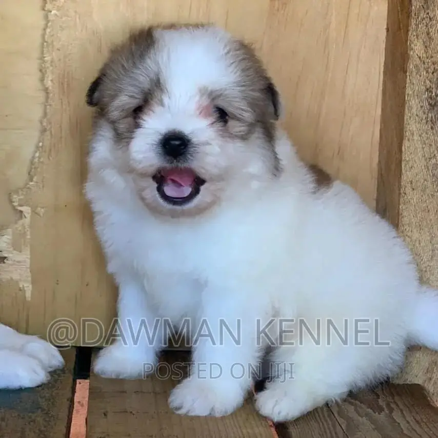 1-3 months Male Purebred Havanese