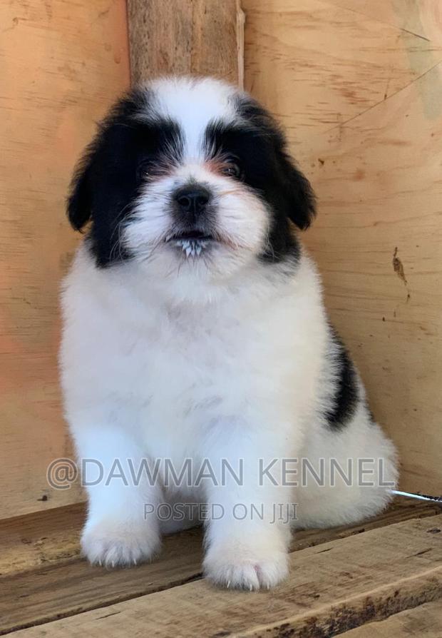 1-3 months Female Purebred Maltese - main view