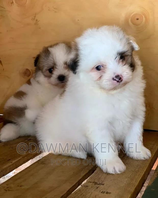 1-3 months Male Purebred Maltese - main view