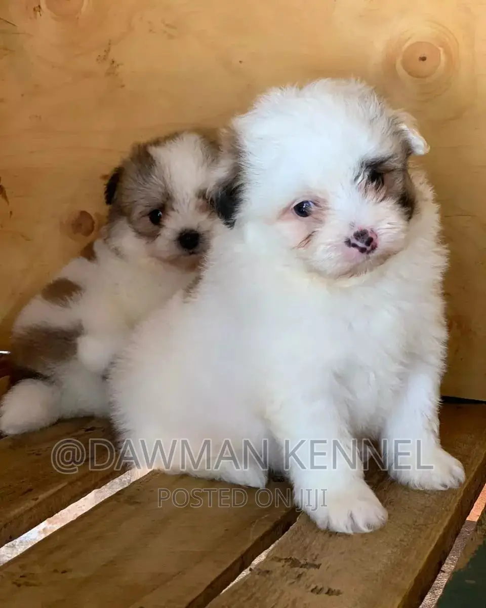 1-3 months Male Purebred Maltese