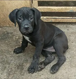 1-3 months Male Purebred Boerboel